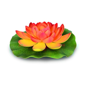 Giglio arancione su bianco-1